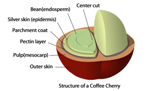 Basic Barista Course